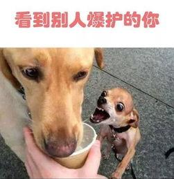 在疯犬心上垂钓
